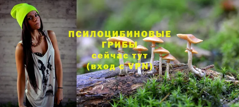 mega   Десногорск  Галлюциногенные грибы MAGIC MUSHROOMS 