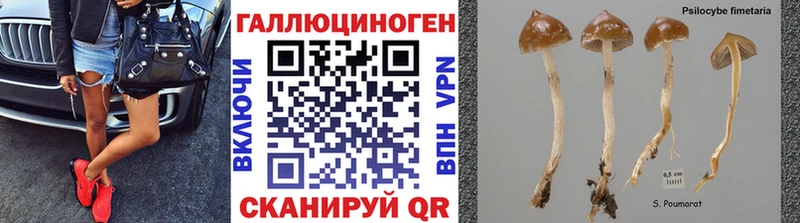 Галлюциногенные грибы Psilocybe Десногорск